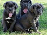 Собаки, щенки Кане Корсо, цена 40000 Грн., Фото