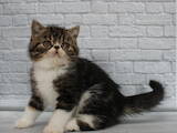 Кошки, котята Экзотическая короткошерстная, цена 16000 Грн., Фото