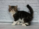 Кішки, кошенята Екзотична короткошерста, ціна 16000 Грн., Фото