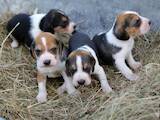 Собаки, щенки Эстонская гончая, цена 1500 Грн., Фото