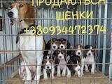 Собаки, щенки Эстонская гончая, цена 4000 Грн., Фото