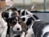 Собаки, щенки Эстонская гончая, цена 4000 Грн., Фото