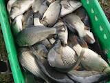 Рибне господарство Риба жива, мальки, ціна 60 Грн., Фото