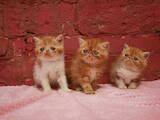 Кішки, кошенята Екзотична короткошерста, ціна 22000 Грн., Фото