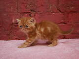 Кошки, котята Экзотическая короткошерстная, цена 22000 Грн., Фото