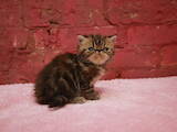 Кошки, котята Экзотическая короткошерстная, цена 7500 Грн., Фото