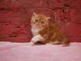 Кошки, котята Экзотическая короткошерстная, цена 20000 Грн., Фото