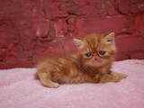 Кішки, кошенята Екзотична короткошерста, ціна 2200 Грн., Фото