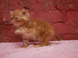 Кішки, кошенята Екзотична короткошерста, ціна 2200 Грн., Фото