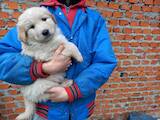 Собаки, щенята Кавказька вівчарка, ціна 1000 Грн., Фото