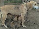 Собаки, щенята Російський хорт, ціна 1200 Грн., Фото