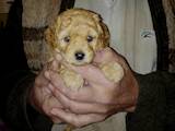 Собаки, щенки Той-пудель, цена 28000 Грн., Фото