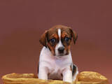 Собаки, щенята Джек Рассел тер'єр, ціна 32000 Грн., Фото