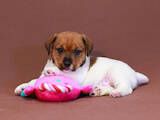 Собаки, щенки Джек Рассел терьер, цена 32000 Грн., Фото