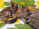 Кішки, кошенята Невідома порода, ціна 50 Грн., Фото