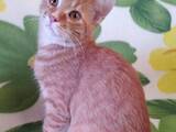 Кошки, котята Неизвестная порода, цена 50 Грн., Фото