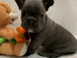 Собаки, щенки Французский бульдог, цена 20000 Грн., Фото