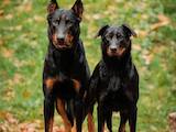 Собаки, щенята Босерон, ціна 35000 Грн., Фото