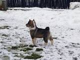 Собаки, щенята Західно-Сибірська лайка, ціна 700 Грн., Фото