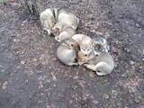 Собаки, щенята Західно-Сибірська лайка, ціна 7500 Грн., Фото