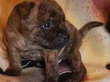 Собаки, щенки Стаффордширский бультерьер, цена 20000 Грн., Фото