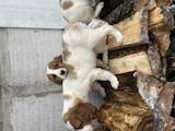 Собаки, щенята Невідома порода, ціна 3500 Грн., Фото