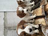 Собаки, щенята Невідома порода, ціна 3500 Грн., Фото