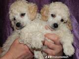 Собаки, щенки Карликовый пудель, цена 15000 Грн., Фото