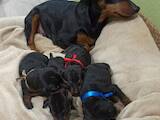 Собаки, щенки Карликовый пинчер, цена 20000 Грн., Фото