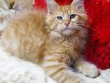 Кошки, котята Мэйн-кун, цена 15000 Грн., Фото