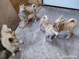Собаки, щенки Западно-Сибирская лайка, цена 8000 Грн., Фото