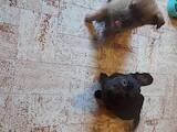 Собаки, щенки Пинчер, цена 7 Грн., Фото