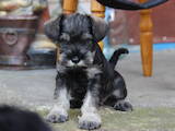 Собаки, щенята Цвергшнауцер, ціна 20000 Грн., Фото