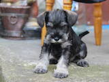 Собаки, щенята Цвергшнауцер, ціна 20000 Грн., Фото