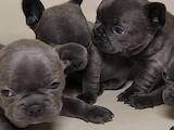 Собаки, щенята Французький бульдог, ціна 9000 Грн., Фото