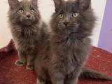Кошки, котята Мэйн-кун, цена 25000 Грн., Фото