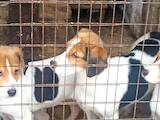Собаки, щенки Разное, цена 3000 Грн., Фото