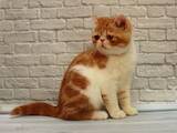Кішки, кошенята Екзотична короткошерста, ціна 22500 Грн., Фото