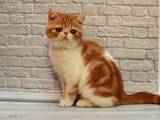 Кошки, котята Экзотическая короткошерстная, цена 22500 Грн., Фото