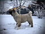Собаки, щенята Американський акіта, ціна 48000 Грн., Фото