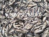 Рыбное хозяйство Рыба живая, мальки, цена 1.01 Грн., Фото