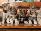 Собаки, щенки Западно-Сибирская лайка, цена 7000 Грн., Фото