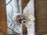 Собаки, щенята Кавказька вівчарка, ціна 8000 Грн., Фото