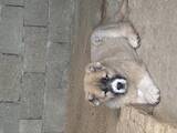Собаки, щенята Кавказька вівчарка, ціна 8000 Грн., Фото