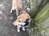 Собаки, щенята Західно-Сибірська лайка, ціна 1300 Грн., Фото