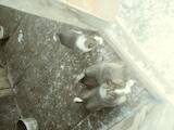 Собаки, щенки Западно-Сибирская лайка, цена 1300 Грн., Фото