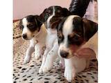 Собаки, щенята Джек Рассел тер'єр, ціна 4000 Грн., Фото