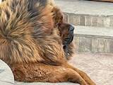 Собаки, щенята Тибетський мастиф, ціна 35000 Грн., Фото