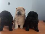 Собаки, щенки Чау-чау, цена 20000 Грн., Фото