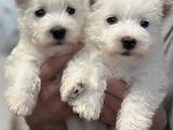 Собаки, щенки Вестхайленд уайт терьер, цена 48000 Грн., Фото